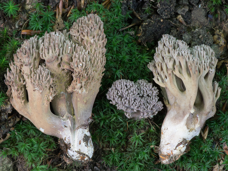 Ramaria fennica